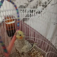 طوطی عروس|پرنده|تهران, دولاب|دیوار