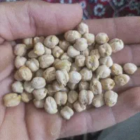 نخود دیم زود پخت به شرط