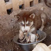 شاه توله|سگ|تهران, شهرک محلاتی|دیوار