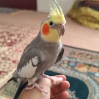 عروس هلندی نر