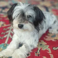 واگذاری 3 قلاده سگ شیتزو|سگ|تبریز, |دیوار