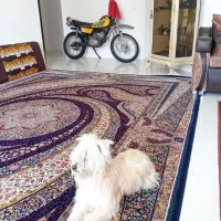 سگ شیتزو اصل