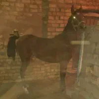 کره مادیان کرد|اسب و تجهیزات اسبسواری|فولادشهر, زاینده رود|دیوار