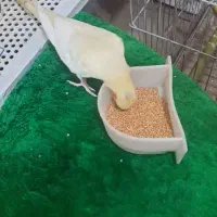 عروس هلندی جفت|پرنده|نوشهر, |دیوار