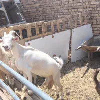 بز و کره درجه یک