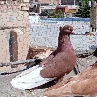 نقش|پرنده|زاهدان, |دیوار