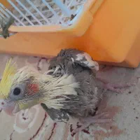 عروس هلندی ابلغ ۳۰روزه