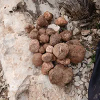 کله پاچه و سیرابی بره