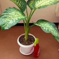 گل طبیعی در پردیسان بصیرت سه