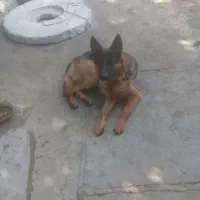 سگ ژرمن نر