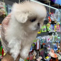 پکنیز اشرافی|سگ|رشت, لاکانی|دیوار