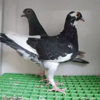 کبوتر جوان|پرنده|قم, کیوانفر|دیوار