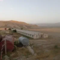 اجاره-مرغداری