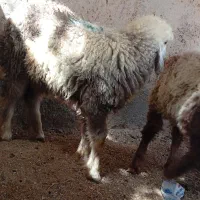 بره