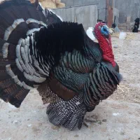 بوقلمون جوان محلی