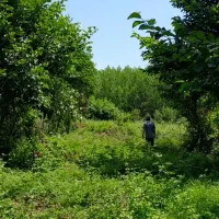 زمین باغی ۱۵۵۰ متر روستای لالم ضیابر فقط ۲میلیارد|فروش زمین و ملک کلنگی|ضیابر, |دیوار