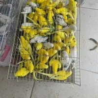 فنچ،مرغ عشق،نرگسی،برزیلی،گرین