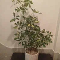 گل طبیعی شفلرا با گلدون سرامیکی کادوی روز مادر