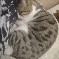 واگذاری رایگان گربه