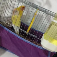 طوطی برزیلی رنگ خاص|پرنده|بم, |دیوار