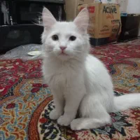 132095|گربه|قوچان, |دیوار