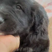 توله گلدن روتریور .خاص