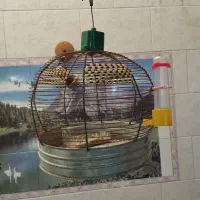 قفس طرقه|لوازم جانبی حیوانات|مرودشت, شهرک مهدیه|دیوار