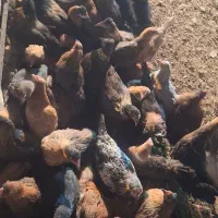 نیمچه مرغ خروس محلی گلپایگانی جهادی ۴و۵ ماهه|حیوانات مزرعه|تهران, کیانشهر|دیوار