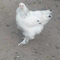 مرغ برهما معاوضه با بوقلمون وکبوتر