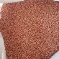 گندم بوجاری شده