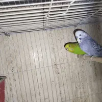 مرغ عشق عروس هلندی فنچ کبوتر|پرنده|مشهد, چاهشک|دیوار