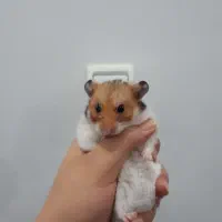 همستر|موش و خرگوش|محمدیه-قزوین, |دیوار