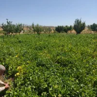 فروش باغ سمت دیرج آبادموقعیت عالی|فروش زمین و ملک کلنگی|زنجان, |دیوار