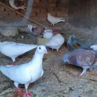 سهره جفت قناری و کبوتر