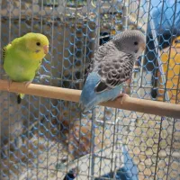 فروش مرغ عشق