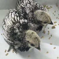 جوجه سبرایت|حیوانات مزرعه|ورامین, شهرک فجر|دیوار