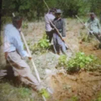 بیل زنی باغ باغچه|خدمات باغبانی و درختکاری|ارومیه, |دیوار