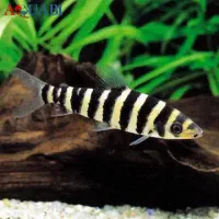 ماهی بارب زندانی