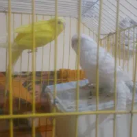 مرغ عشق هلندی