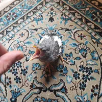 یه عددجوجه مینازرنگ باهوش معاوظه لایه عروس میکنم|پرنده|تهران, آهنگران (سراسیاب دولاب)|دیوار