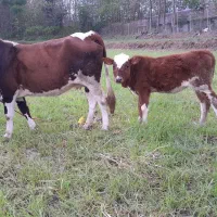 گاو گوساله حامله|حیوانات مزرعه|سنگر, |دیوار