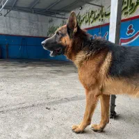 سگ ژرمن|سگ|قزوین, |دیوار