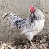 خروس نژاد آیسبار سوئدی تخم مرغ سبز