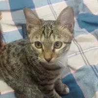 گربه خانگی ملوس ناز واگذارمیشود|گربه|ری, علایین|دیوار