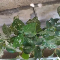 هرس درختان سم پاشی بیل زنی وگلگاری|خدمات باغبانی و درختکاری|تبریز, |دیوار