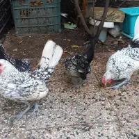 جوجه سیبرایت ۴ ماهه