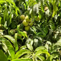 باغچه ۵۰۰ متری|فروش زمین و ملک کلنگی|هشتگرد, تهران دشت|دیوار