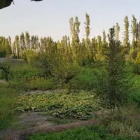 باغچه ۱۵۰۰ متری با آب دائمی و انواع درخت میوه|فروش زمین و ملک کلنگی|خوی, |دیوار