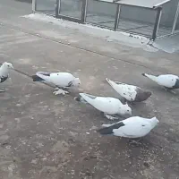 دمسیاه چینی و سینه