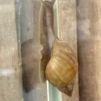 فروش ۴ عدد  حلزون|خزنده|شیراز, عفیف‌آباد|دیوار